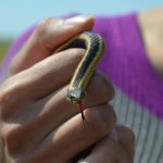 A garter snake, with tongue!