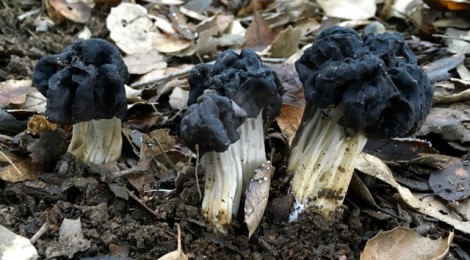 Elfin Saddle fungus found along the American River Parkway