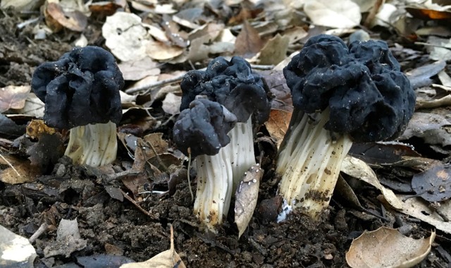 Elfin Saddle fungus found along the American River Parkway